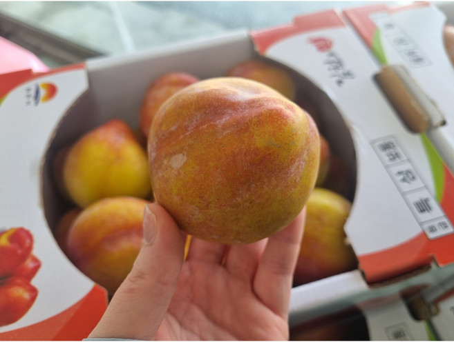 [선착순100박스 한정특가!] 국내산 햇자두 홍로센자두 후무사 포모사 추희자두 왕자두 대과 1kg 2kg, 1개, 와촌자두1kg중소과(17-38과)