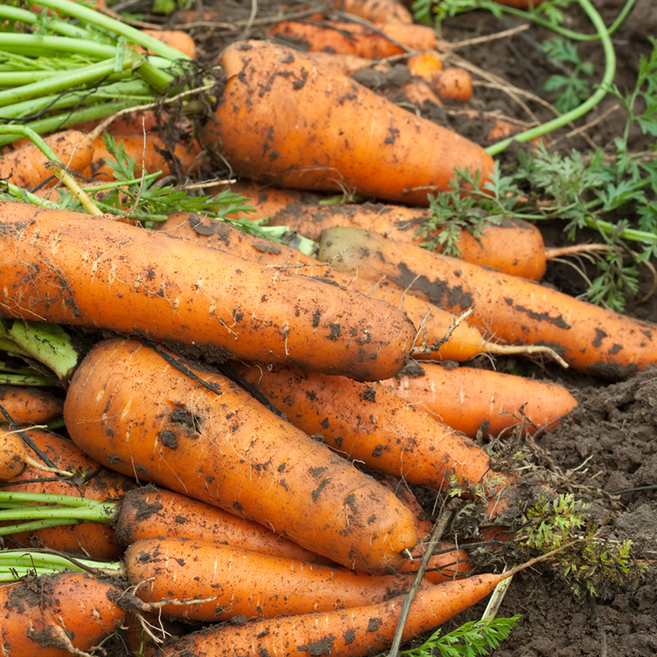 산지직송 제주 구좌 햇당근, 1박스, 못난이혼합 5kg
