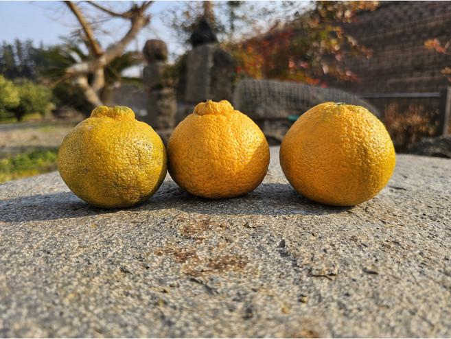 [봄맞이] 초특가 제주 친환경 한라봉, 1박스, 10kg