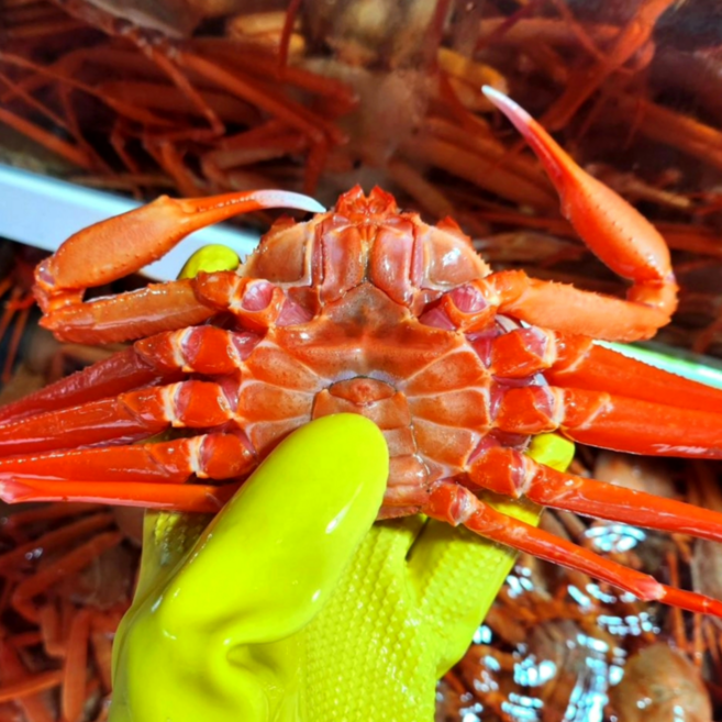 [뚱보수산] 울진 후포리 산지직송 300~500g A급 연지홍게 생물 활홍게 자숙홍게, 1개, 가성비 300g 내외 10미(생물)