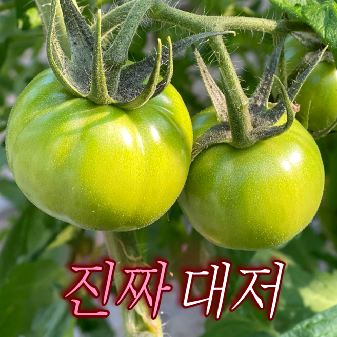 [프리미엄] 정품짭짤이 산지직송 단짠단짠 대저토마토, 1박스, L 2.5kg