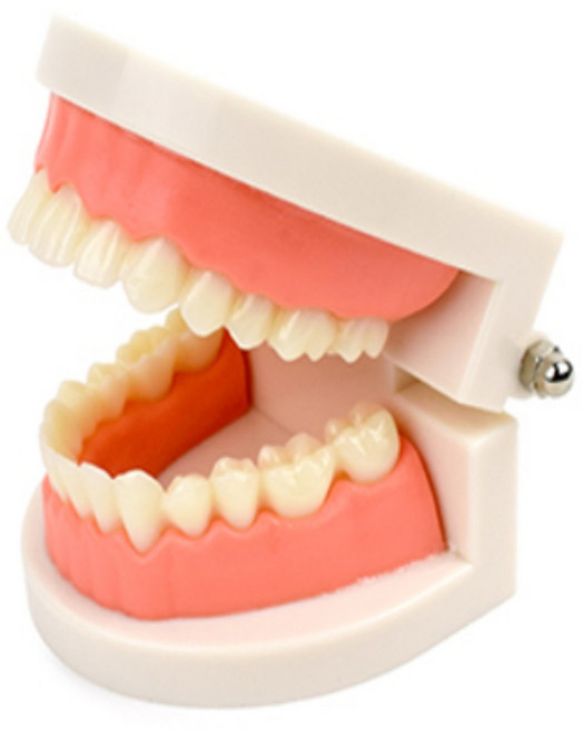 앤에이 치아모형 금연교구