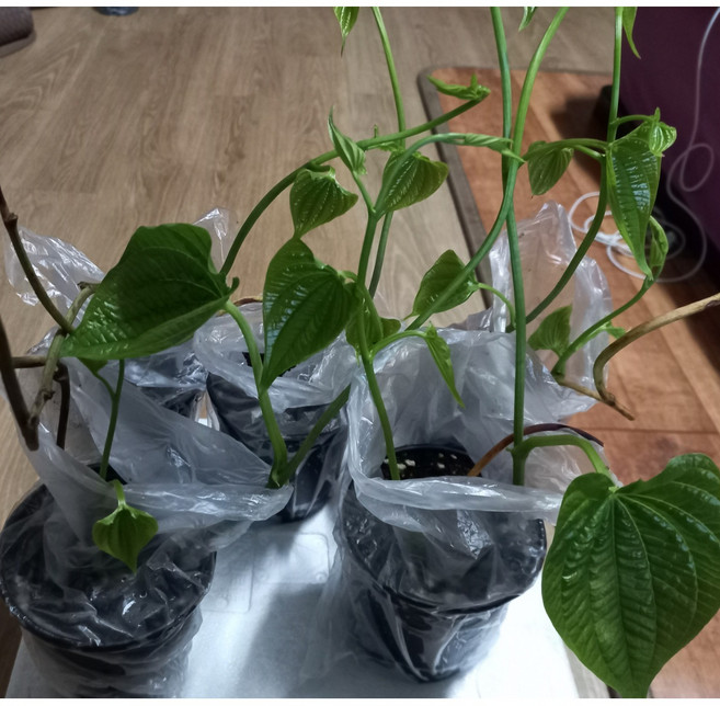 열매마 모종, 6개, 100g