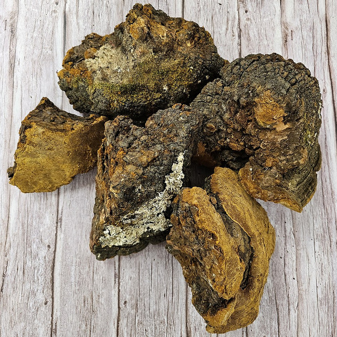 자연산 완전건조 송상황버섯 국산 송상황, 1개, 500g