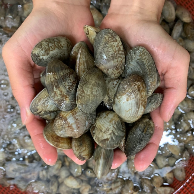 남해안 참바지락 조개 선별 왕 활바지락 1kg, 1개