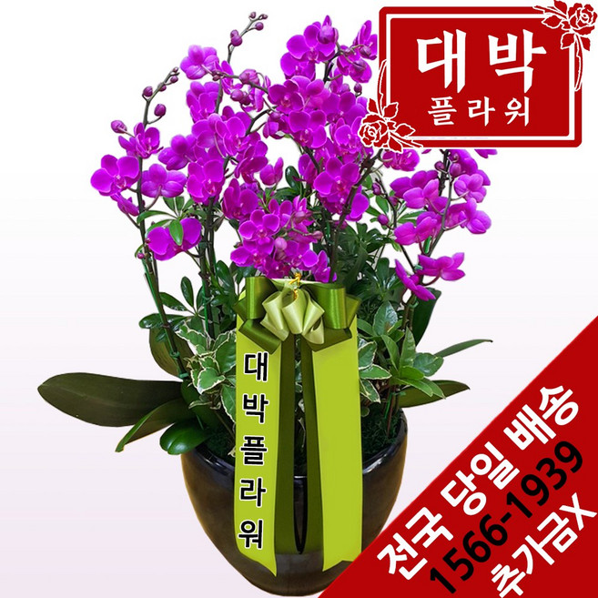 대박플라워 만천홍 서양란 승진 취임 영전 이전 개업 발전 인테리어 부모님선물 선생님 은사님 선물 전국꽃배달서비스, 1개
