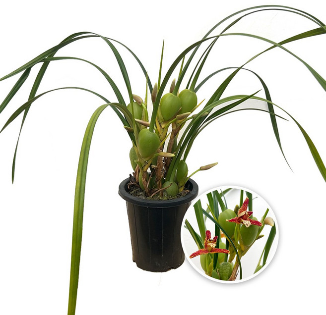 막실라니아/중품/플랜테리어/예쁜꽃/우아한꽃/코코넛향/서양란/고급종/좋은향/나라아트, 1개