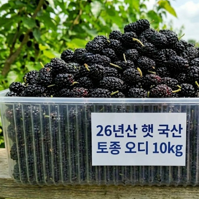 26년 국산 햇 토종오디 명품 고창오디, 1개, 10kg
