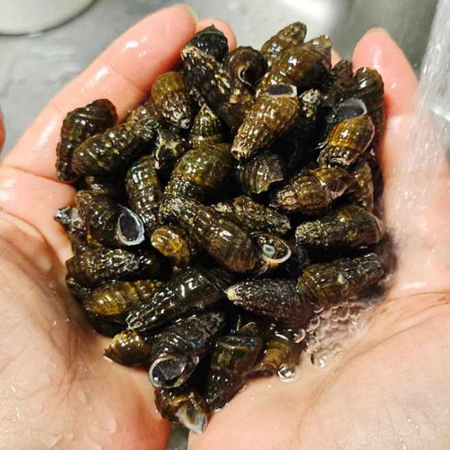 산지직송 국내산 영월 자연산 다슬기 생다슬기, 1kg, 1개