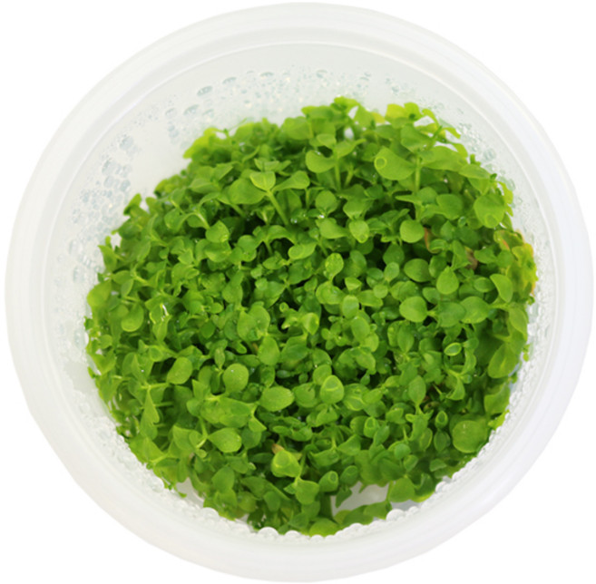 미미네아쿠아 무균 조직 배양수초 - 미크란테뭄, 1개