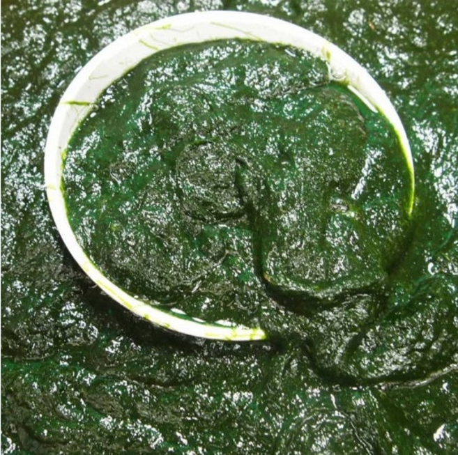 생감태 무안감태 1kg 생물감태 찰감태 가시파래, 1개