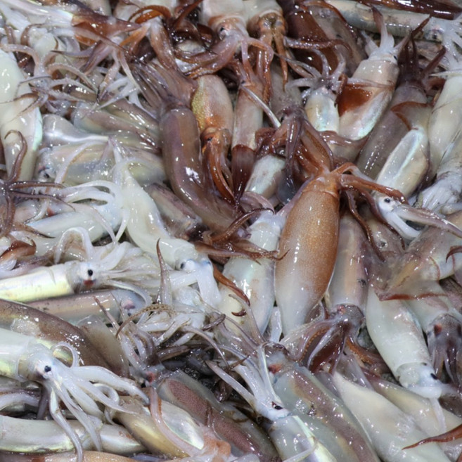 국내산 남해안 한치 생물 횟감가능 당일수매 선별 물회, 1개, 급냉) 한치 1kg