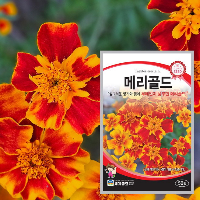 메리골드 씨앗 50립 일년생 일반종 종자 꽃씨앗, 1개