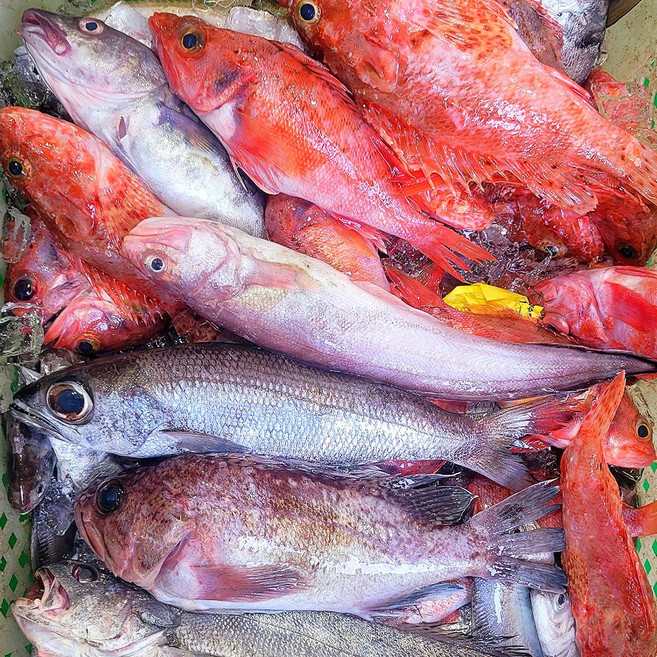 자연산 통영 제철 생선 냉동 생물 잡어 모듬 생선 구이 용생선 매운탕생선 돌돔 삼뱅이 병어 도다리 쏨뱅이, 1개, 냉동 잡어 3-8종 3kg