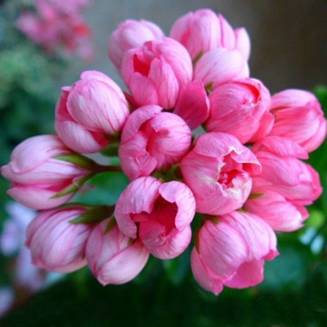 예쁜제라늄 유럽제라늄 튜울립계 핑크판도라 10cm 소품 농장직송 모종, 1개