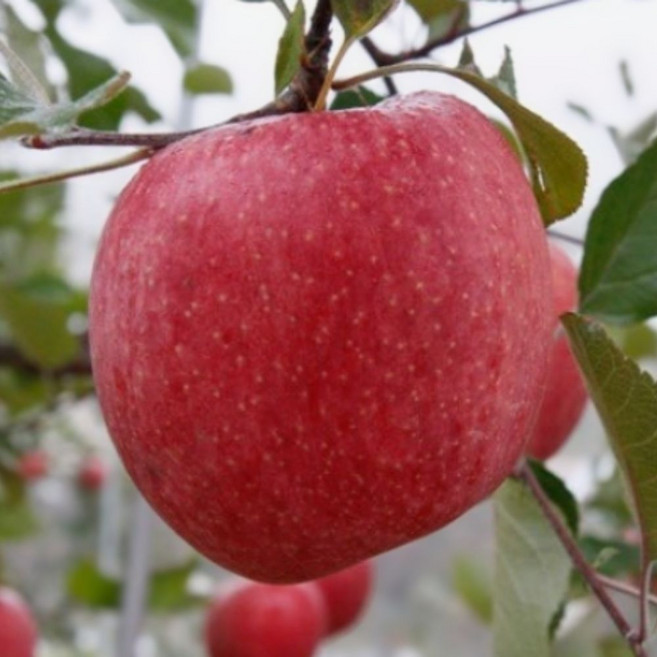 [5일특가] 달콤신선 경북 가정용 부사사과, 1박스, 3kg (중소과)