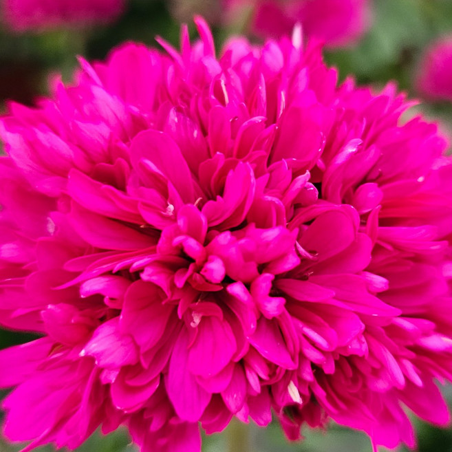 예쁜제라늄 스텔라 로타룬드버그 유럽제라늄 농장직송 모종, 1개