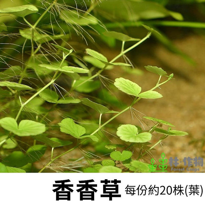 林作物 香香草 水中葉水草 中後景適用 無需CO2 耐熱陰性草 新手友善兩棲植物 整叢出貨約30-36葉, 整叢出貨（約6份的量30-36葉）