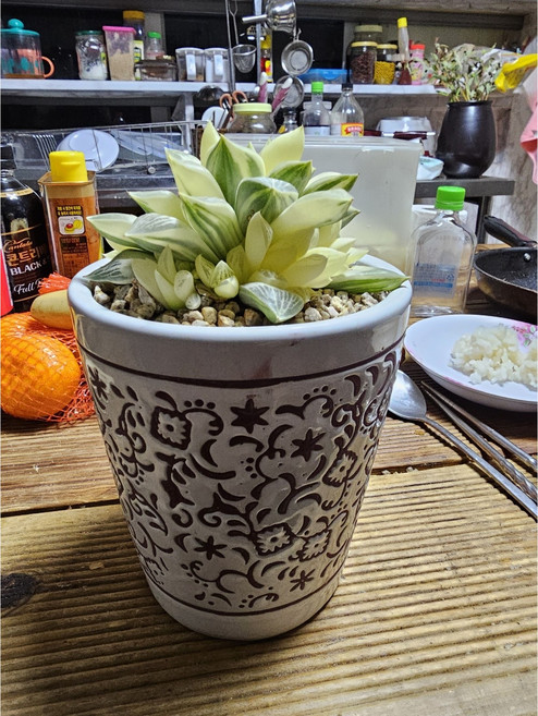 다육식물 하월시아 금, 1개