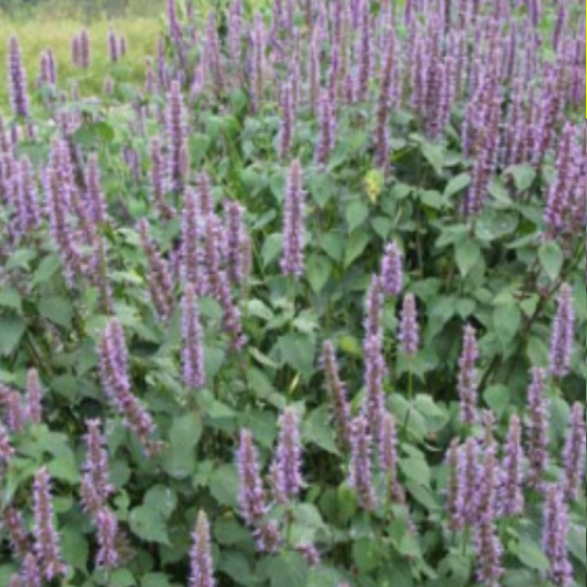 아니스 히솝씨앗(2만립) 히숍 ja007, 1개