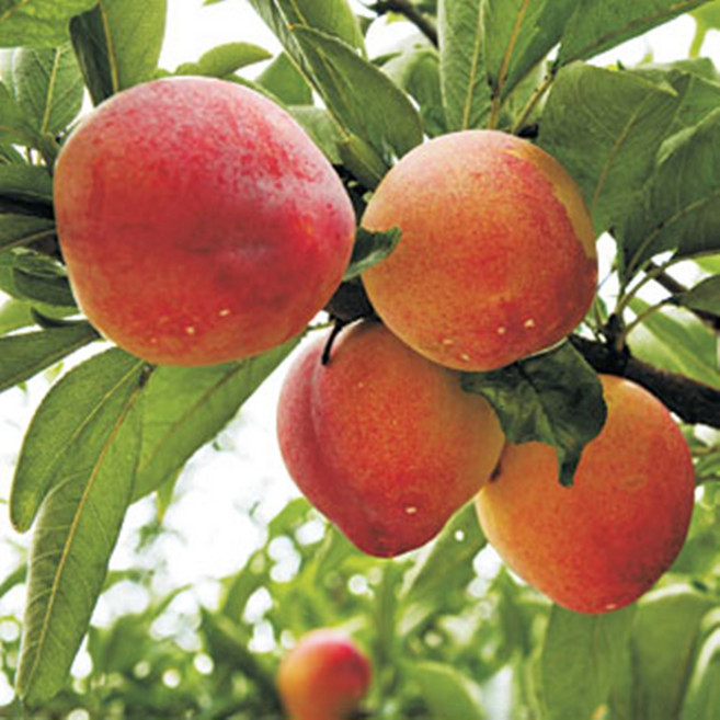 후무사자두나무, 1개