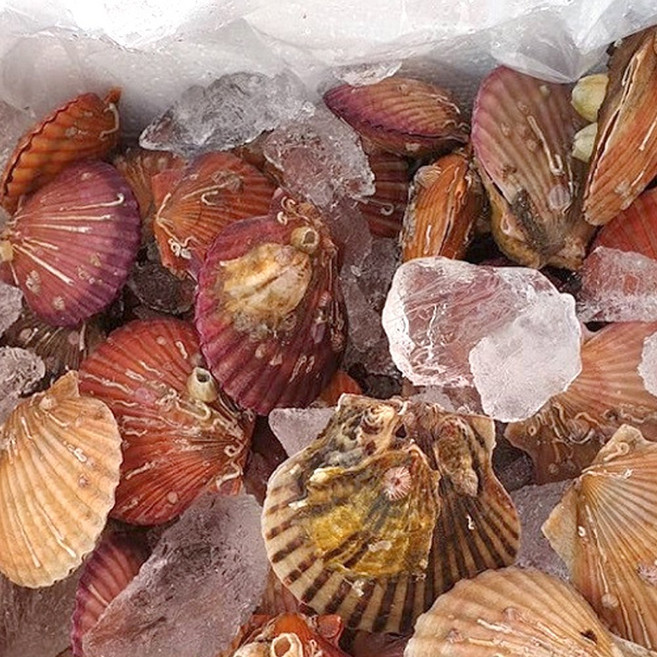 푸른바다 고성 산지직송 세척 홍가리비, 1박스, 5kg