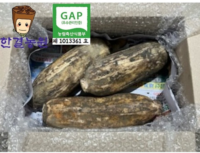 한결농원 gap인증 당일수확 연근(햇) 1kg 2kg 3kg 5kg 10kg 15kg 직접재배 산지직송, 1개, 햇연근1kg