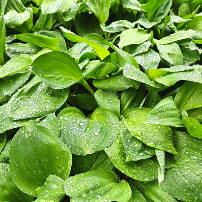 국내산 고랭지 생 명이나물 산마늘 대명이, 1개, 2kg