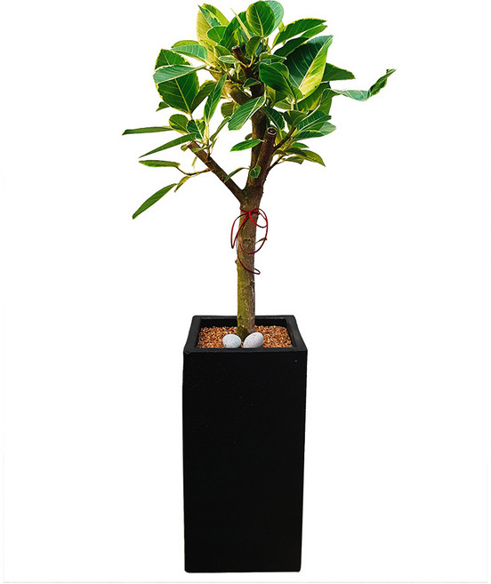 도자기랑나무랑 개업 개원 축하화분 거실반려식물 실내공기정화 금전수 뱅갈고무나무, 1개, 뱅갈고무나무 실내화초DLP-237
