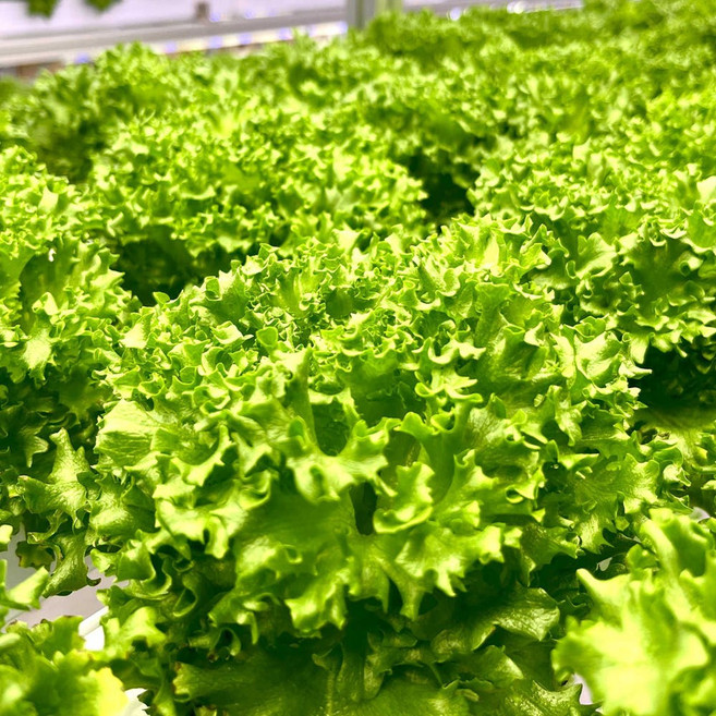 [마감특가] 당일수확 유러피안 샐러드 채소 1kg (프릴아이스/버터헤드/미니로메인/카이피라/적프릴아이스 2~3종), 1개