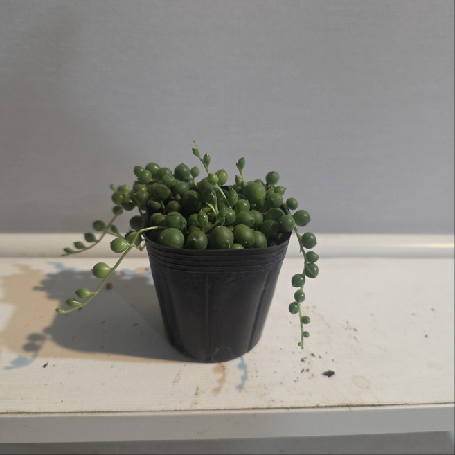 콩난 녹영 미니소품 다육이 다육식물 그린식물팜, 1개