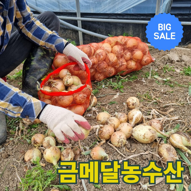 금메달농수산 농가직송 26년 햇 양파, 1개, 5kg 특