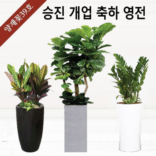 양재꽃39호 개업화분 공기정화식물 축하 관엽 인테리어식물 반려식물 실내정원 금전수 해피트리 스투키 행복나무 행운목 고무나무 전국당일꽃배달싼곳, 02 스투키 테이블(도시지역 한정), 바퀴형 받침대, 1개