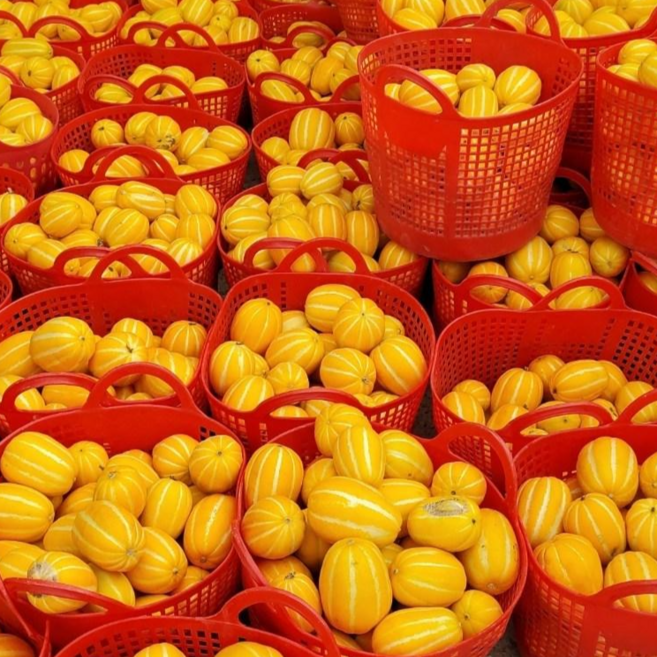 [초특가행사] 아삭아삭 달콤달콤 성주 가정용 가성비 꿀참외 랜덤과, 1박스, 가정용 참외 중과  2kg