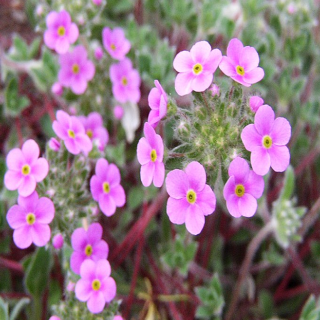 털도끼와드래곤 [3포트] (복남이네야생화 Androsace sarmentosa 안드레시스 혹앵초), 3개