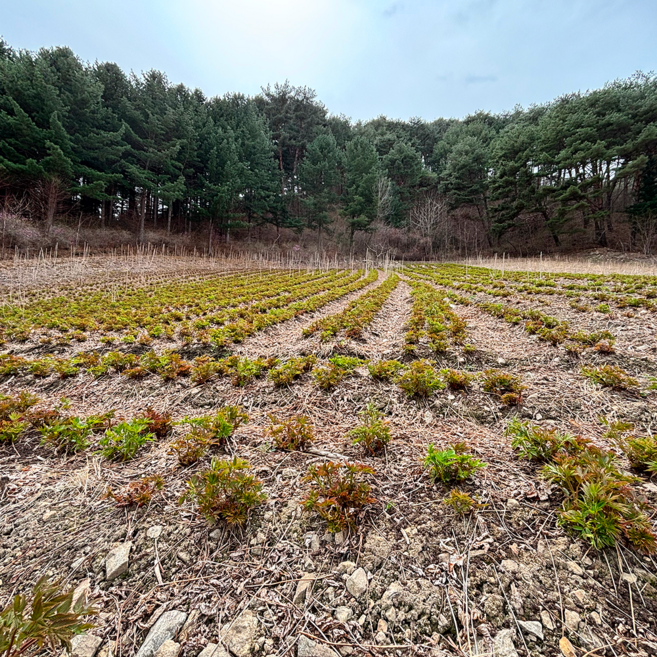 눈개승마 삼나물 강원도 인제 산지직송 산나물 봄나물, 2kg, 1박스