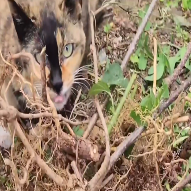 개다래 묘목 고양이 마따따비 나무, 1개