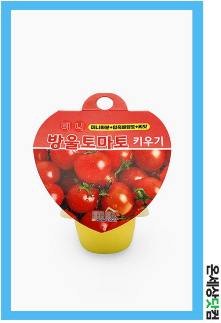 미니 방울토마토키우기 / 토마토씨앗 화분 식물재배세트, 48830) 방울토마토