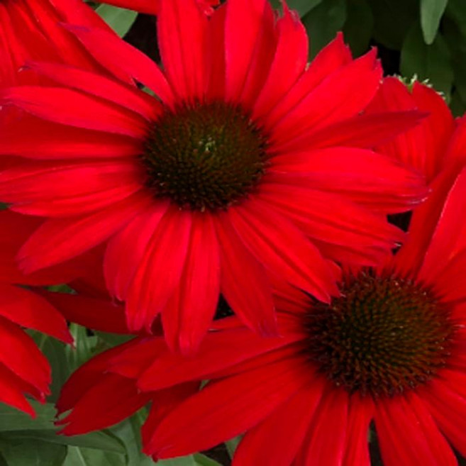 에키네시아 (키스멧 레드) 노지월동 야생화 모종 15cm포트 -DR1118