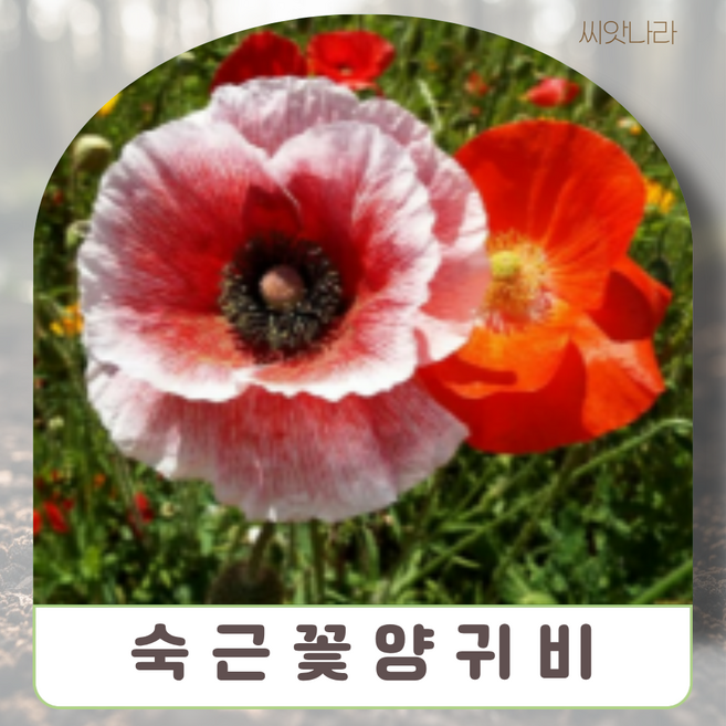 씨앗나라 오리엔탈포피(숙근꽃양귀비) 혼합색 씨앗 25립
