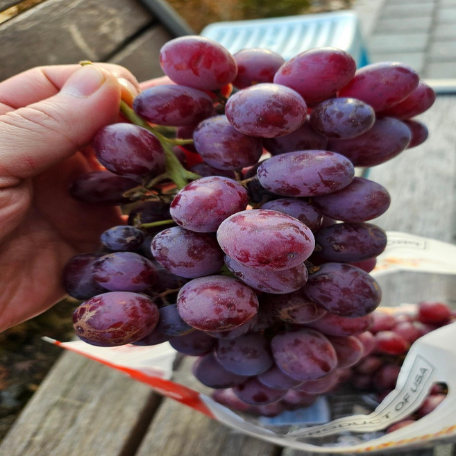 초특가 청담농수산 프리미엄 적포도 레드글로브포도, 1개, 2kg