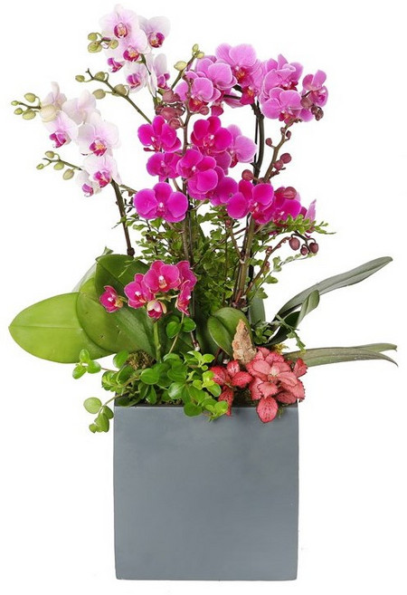 (오늘도착) 99플라워 호접란 ST-H483 - 개업 승진 축하 취임 전국당일배송 화분, 12.[ST-H483]사랑의 혼합 서양난, 1개