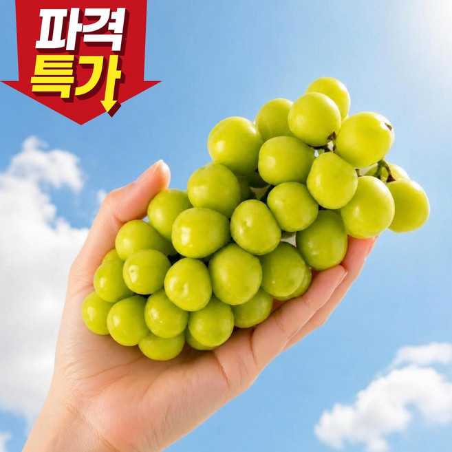 [100상자한정] 초고당도 산지직송 샤인머스켓, 1박스, 2kg내외