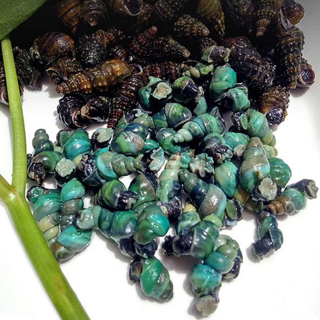 청정한 동강에서 잡은 자연산 깐다슬기, 자연산 깐다슬기 200g, 1개