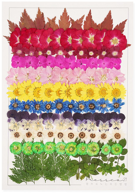 프레스코21 압화종합팩 대팩 509 대용량, 1개