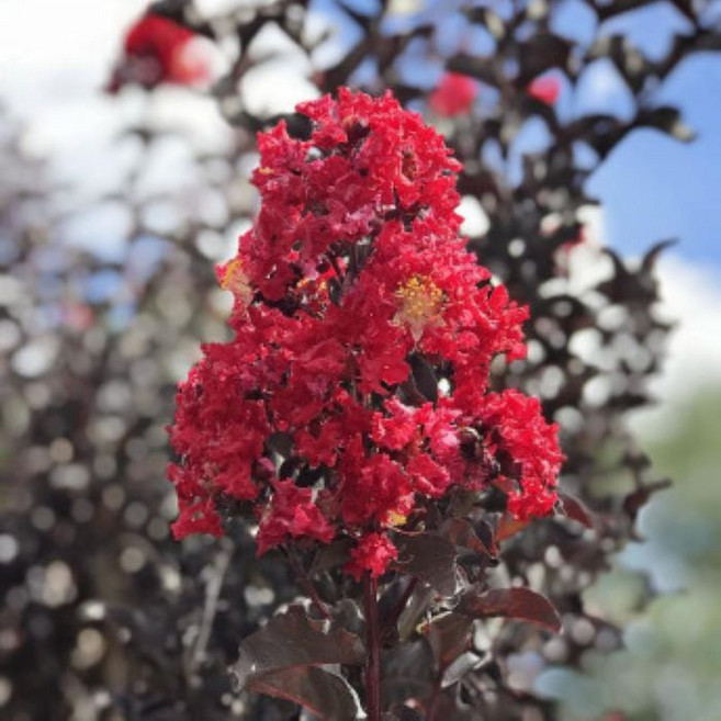 광일농원 자엽백일홍 레드 2년 화분 배롱나무