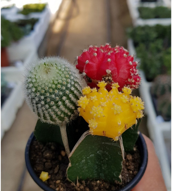 행복한꽃순이//비목단선인장(세자매), 1개