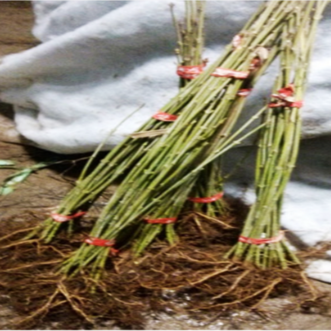 벌나무 묘목 산청목묘목 1년생, [ 벌나무 묘목 ], 1개