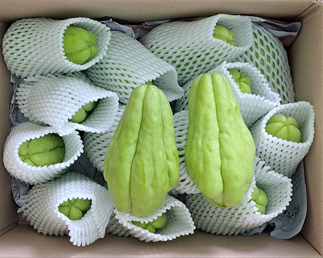 (직접재배 직접 판매) 아라리의 고장 정선 자연이 키운 차요테 3Kg, 1박스