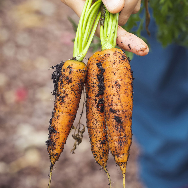 친환경 제주 구좌 흙당근 미니 산지직송, 1박스, 5kg